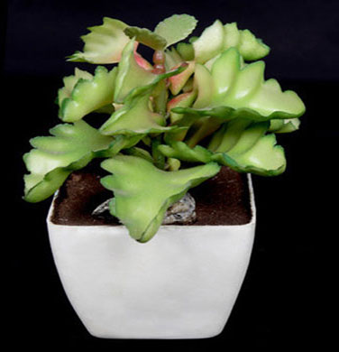 Succulent Plants